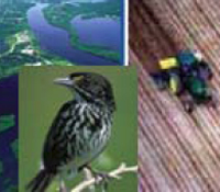 Everglades Photo montage