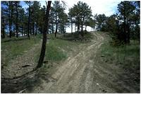 Dirt paths worn into the forest floor