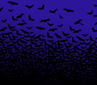 Bats flying at night