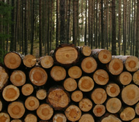 Two photos, one of a forest and a second photo of a pile of cut timber which partially over-lays the forest photo.