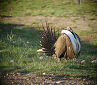 Picture of a sage grouse